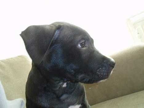 Amerikansk staffordshire terrier Hector billede 1