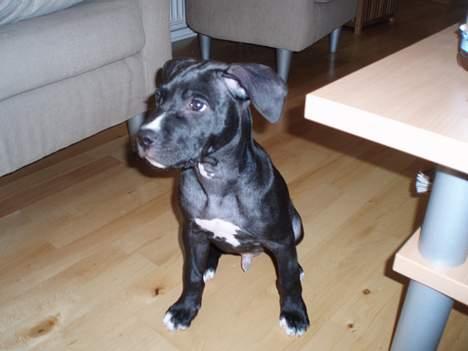 Amerikansk staffordshire terrier Hector billede 2