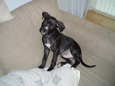 Amerikansk staffordshire terrier Hector billede 3