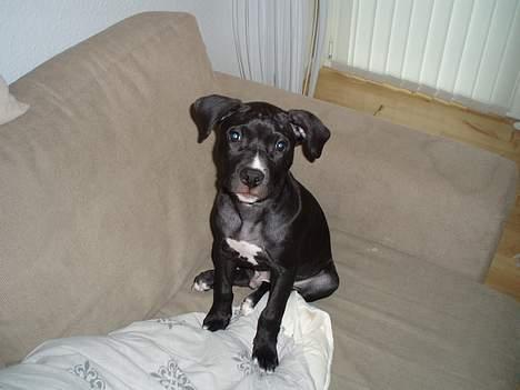 Amerikansk staffordshire terrier Hector billede 4