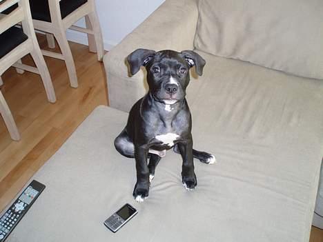 Amerikansk staffordshire terrier Hector billede 5