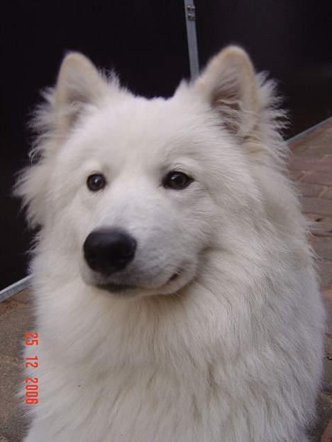 Samojedhund Bingo - Ja-ja-da- vi kan da godt tage en lille snak ! billede 6