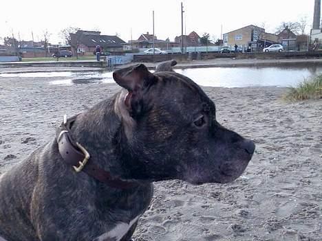 Blanding af racer SBT/AST - Boddy - er jeg ikk bare fin når jeg sidder her på amagerstrandpark og holder øje med det hele billede 7