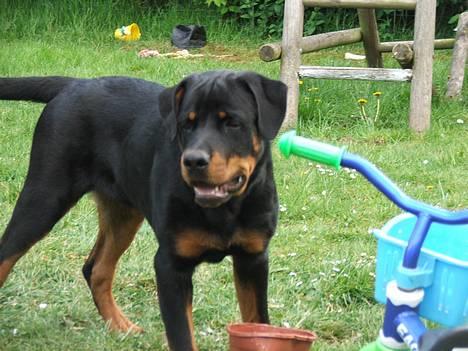 Rottweiler Vom Hause Luna's Bodie billede 8