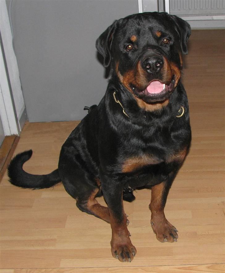 Rottweiler Vom Hause Luna's Bodie - Nyt d.19-1-2008 billede 9