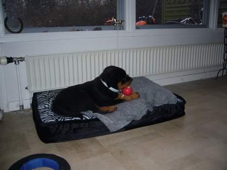 Rottweiler Vom Hause Luna's Bodie billede 10