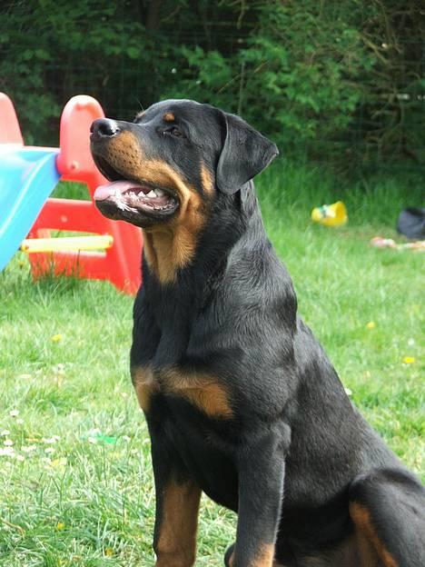 Rottweiler Vom Hause Luna's Bodie billede 11