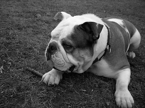 Engelsk bulldog Spencer - om lidt kaster jeg mig over den bold, mor billede 1