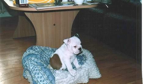 Engelsk bulldog Spencer - lille Spencer... billede 2