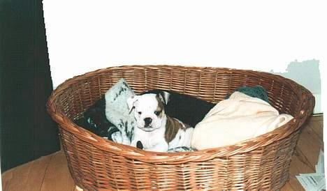 Engelsk bulldog Spencer - Det er altså en alt for stor kurv, mor billede 3