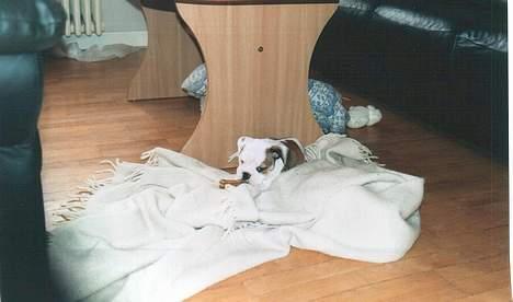 Engelsk bulldog Spencer - Lækkert med et kødben på lammeskindet billede 4