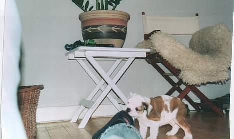 Engelsk bulldog Spencer - Jeg æder dig billede 5