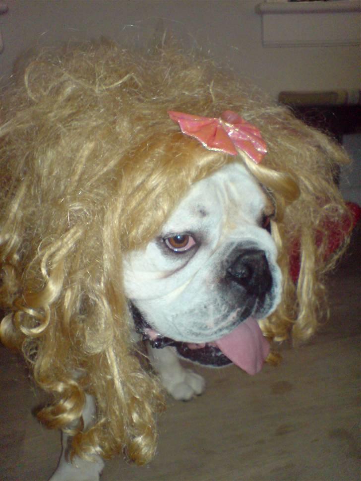 Engelsk bulldog Spencer - jeg hader min mor... billede 6