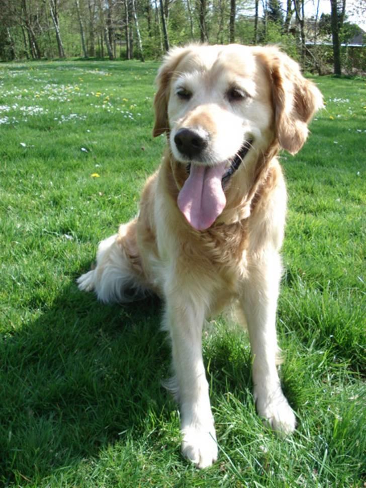 Golden retriever Sascha - ok, s&#229; sidder jeg stille til du er f&#230;rdig med den tingest. billede 1