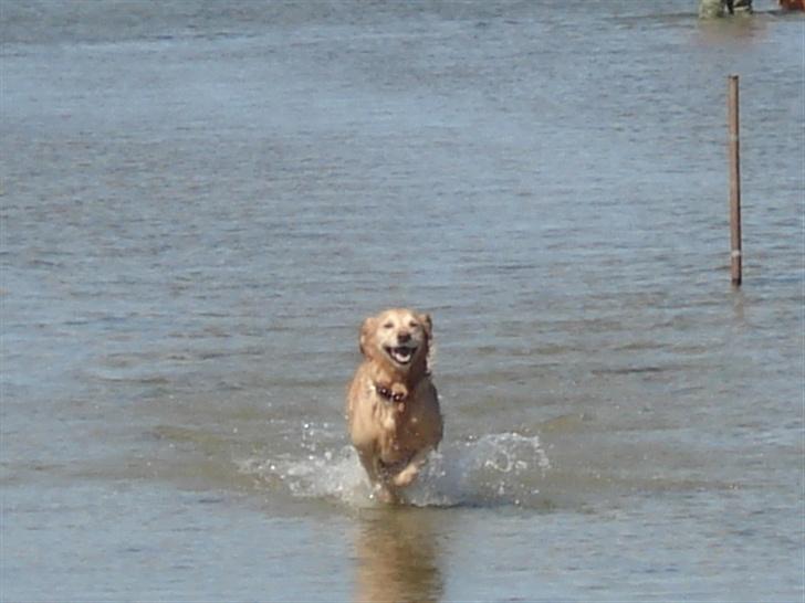 Golden retriever Sascha - Jubiiiii vand billede 2