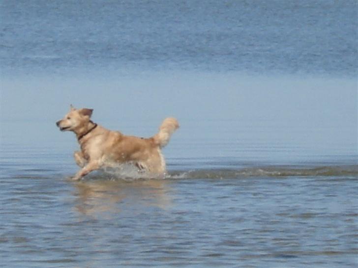 Golden retriever Sascha - Hey, vent p&#229; mig billede 4