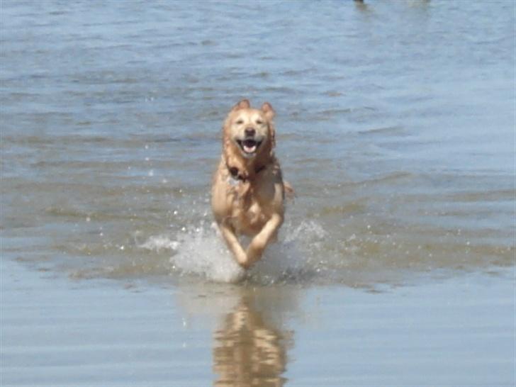 Golden retriever Sascha - Se hvor hurtigt jeg kan l&#248;be i vandet. billede 5