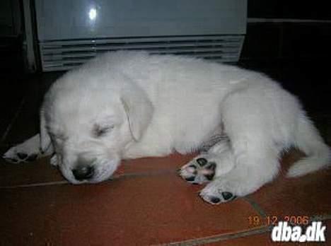 Blanding af racer Dalton - Dalton... Han er lidt under 1 måned på dette billede. Blev 4 uger dagen efter, det var taget  ;) billede 1