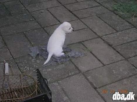 Blanding af racer Dalton - Dalton sidder og funderer over livet og hverdagen. Her 5 uger gammel ;) billede 2