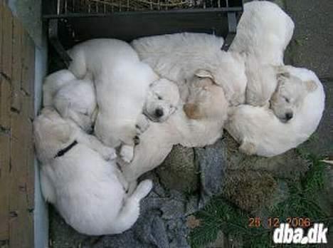 Blanding af racer Dalton - Svært at finde ham, men han ligger øverst og varmer sine brødre og sin søster ;) Hvilket sind og kærlighed.. hehe ;) billede 3