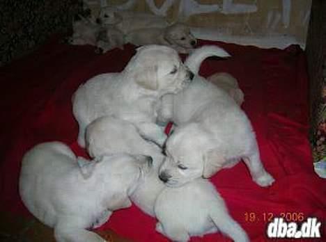 Blanding af racer Dalton - Dalton leger pænt.. Dvs. slås pænt ;) billede 4