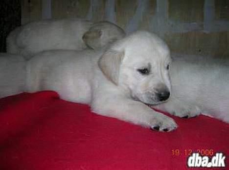 Blanding af racer Dalton - Hmm, hvad tænker jeg?!? Det ved  vist kun jeg.. Men er lidt træt nu ;) billede 5