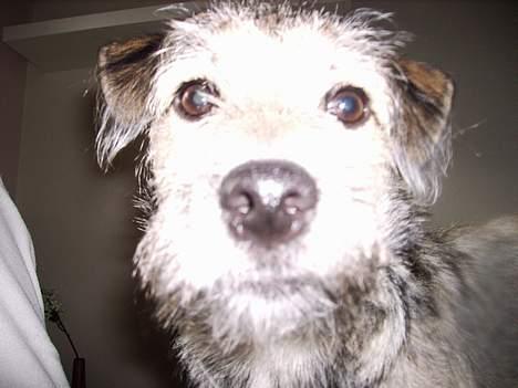 Blanding af racer Mira billede 15