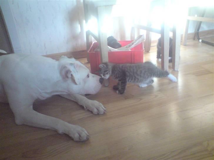 Blanding af racer Chrissie R.I.P. - du da søøøød...    billede 1