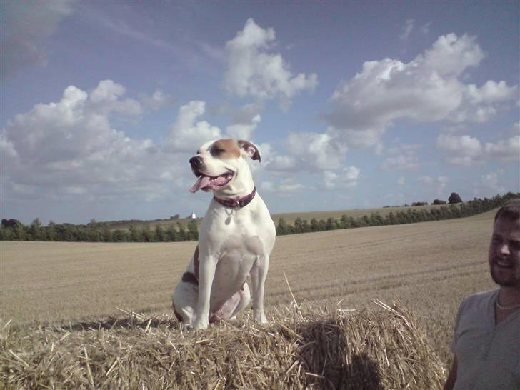 Blanding af racer Chrissie R.I.P. - smukke mig billede 2