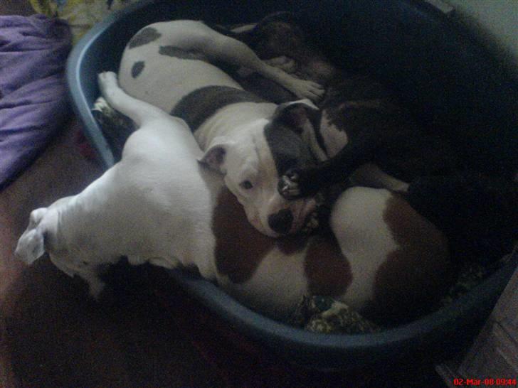 Blanding af racer Chrissie R.I.P. - se lige...  de skubber mig jo ud...  billede 3