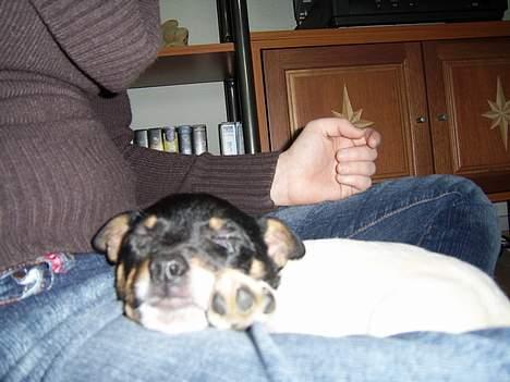 Dansk svensk gaardhund Cille - cille er træt.. men hun kunne heller ikke sove den første nat væk fra sin moar... (dagen efter vi fik hende) billede 13