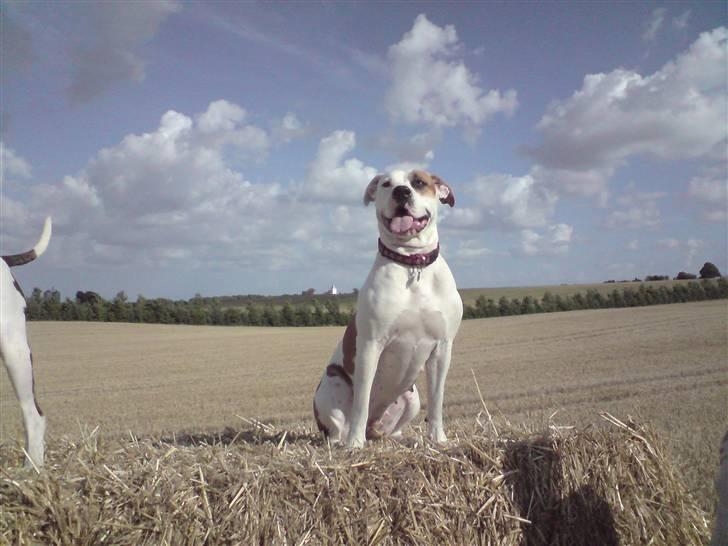 Blanding af racer Chrissie R.I.P. - on the top of the world billede 4