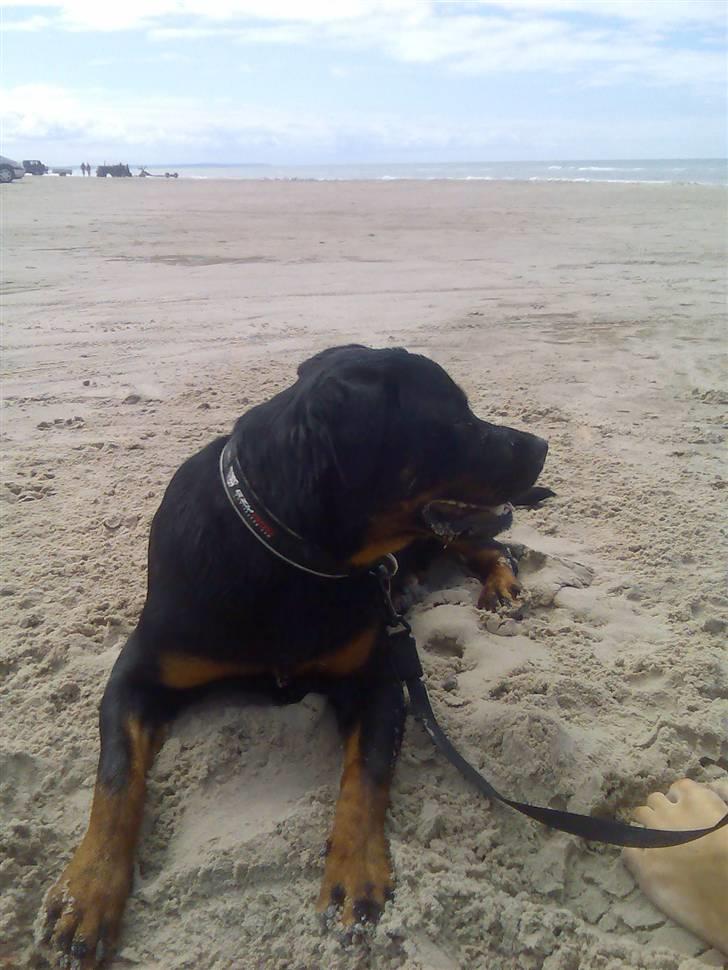 Rottweiler Shiba billede 17