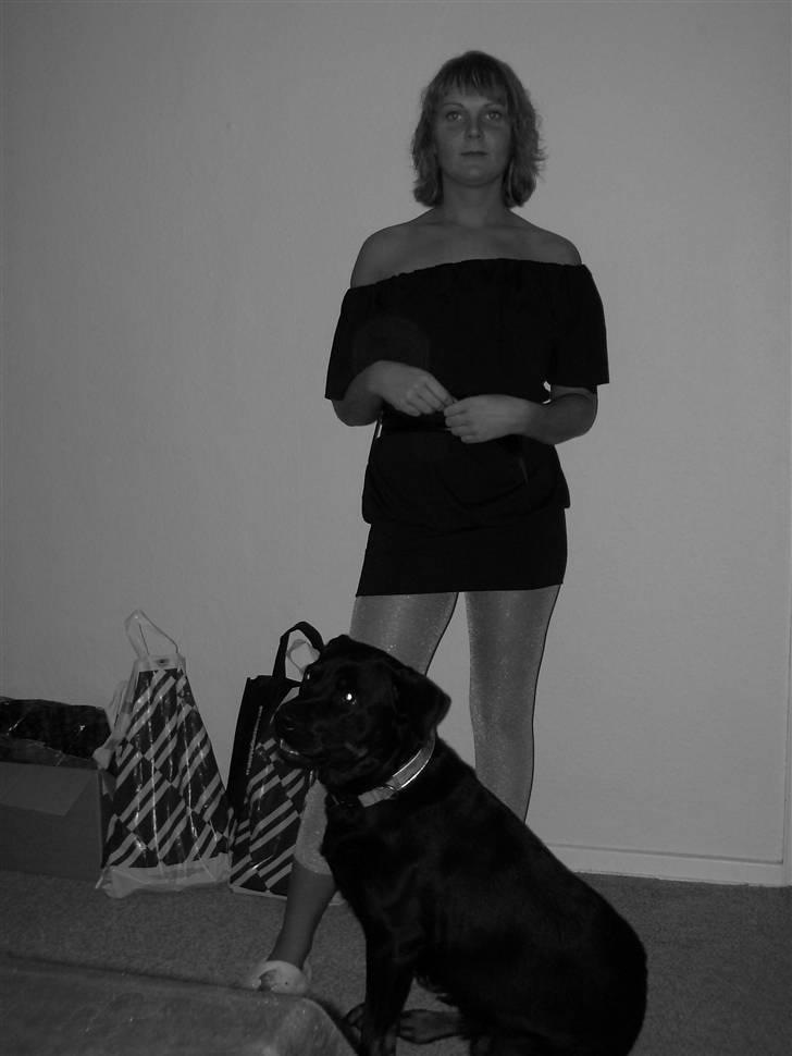 Rottweiler Shiba billede 18