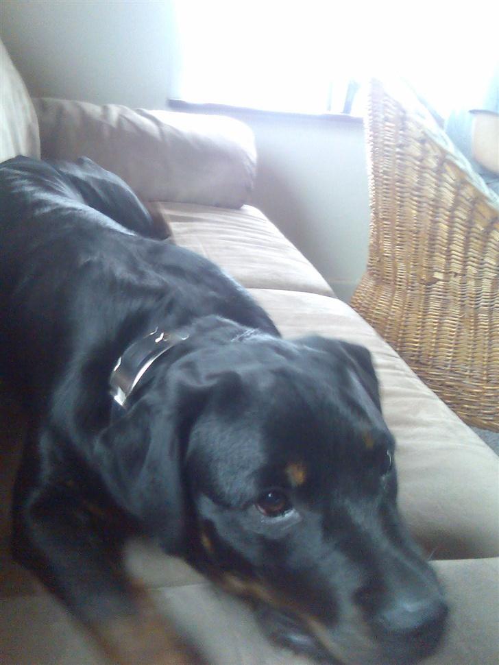 Rottweiler Shiba billede 19