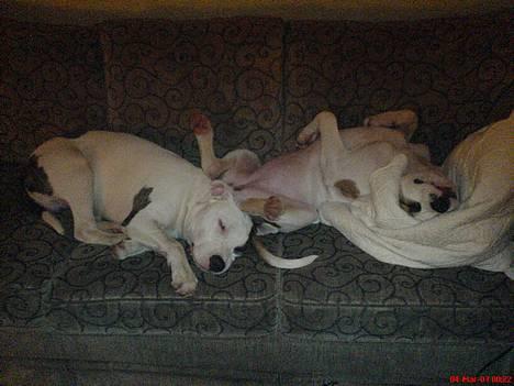 Blanding af racer Chrissie R.I.P. - vi tager en power nap...   billede 5