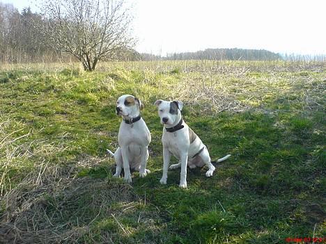 Blanding af racer Chrissie R.I.P. - vi skulle sidde ned....  øv billede 6