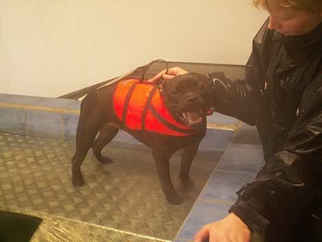 Staffordshire bull terrier  DKCH, LUCH, SUCH, Trunte - Er ude at svømme for første gang, var meget usikker og betuttet billede 13