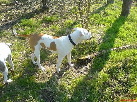 Blanding af racer Chrissie R.I.P. - smukke mig billede 7