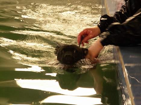 Staffordshire bull terrier  DKCH, LUCH, SUCH, Trunte - Så kom vi i, og med lidt plasken kom vi fremad billede 14