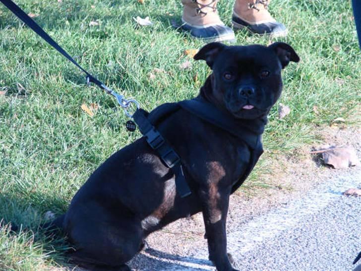 Staffordshire bull terrier  DKCH, LUCH, SUCH, Trunte - En fræk tunge fra en kæk dame (taget af christina) billede 15