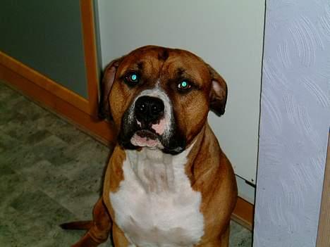 Amerikansk staffordshire terrier Arex - i hvor hvor er jeg fin når, jeg har været i bad billede 18