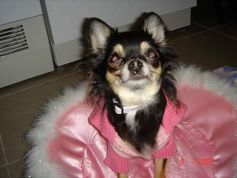 Chihuahua Freja billede 18