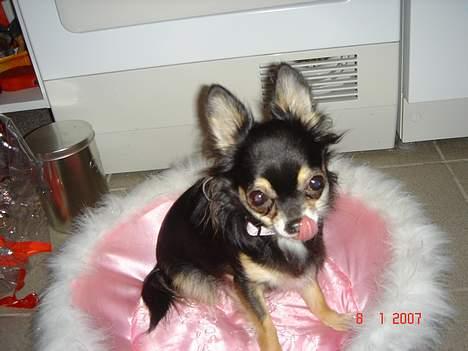 Chihuahua Freja billede 19