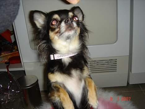 Chihuahua Freja billede 20