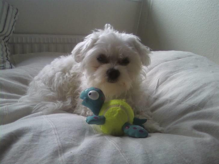 Malteser Francesco Totti - Det er så mig der er Totti. Velkommen til min profil..:) August 2007 billede 1