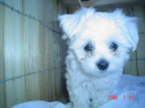 Malteser Francesco Totti - 7 uger gammel og min mors første billede af mig. Italien Juli 2006 billede 2