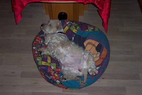 West highland white terrier hjortbak artamis of zeus  - Det kalder man at slappe af d: billede 6