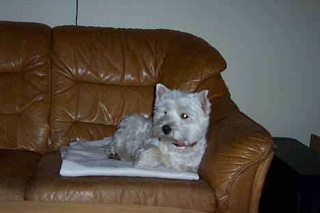 West highland white terrier hjortbak artamis of zeus  - Hun tror hun skal ud og gå tur fordi min bror sagde om hun ville med, sorry mille d; billede 7