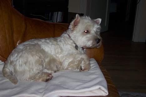 West highland white terrier hjortbak artamis of zeus  - hun er lidt for sød :D billede 8